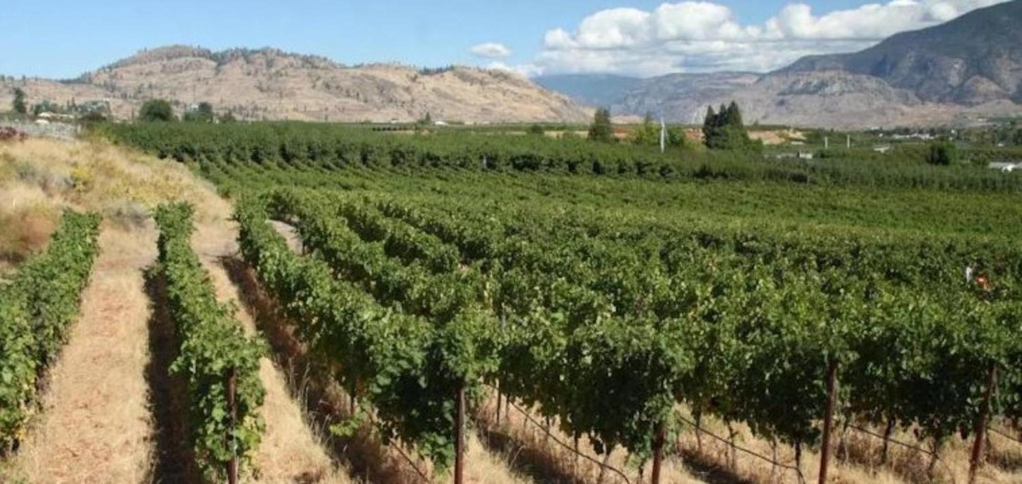 Holiday Inn Hotel & Suites Osoyoos By Ihg Экстерьер фото